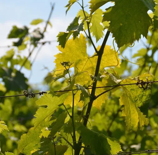 Bed & Breakfast Coup 2 Foudres 3*